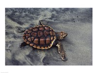 Loggerhead Turtle (Yearling) Fine Art Print
