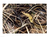 Eastern Garter Snake Fine Art Print