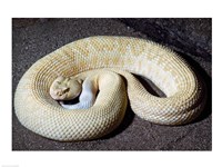 Albino Rattlesnake Fine Art Print
