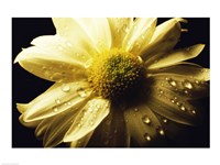Daisy Fine Art Print