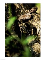 Close-up of a snake on the branch of a tree Fine Art Print