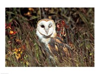 Owl Fine Art Print