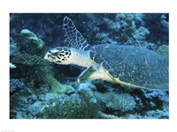 Loggerhead Turtle Fine Art Print