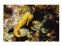 Yellow Seahorse Fine Art Print