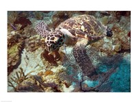 Hawksbill Turtle Fine Art Print