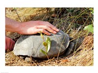 Gopher Tortoise Fine Art Print