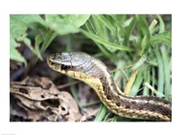Garter Snake Fine Art Print