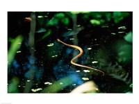 Snake in the water Fine Art Print