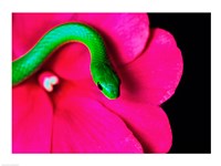 Smooth Green Snake on a flower Fine Art Print