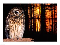 Barred Owl perching on a log Fine Art Print