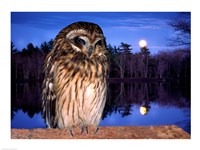 Barred Owl perching on a log Fine Art Print