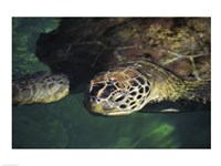 Green Sea Turtle - water surface - various sizes