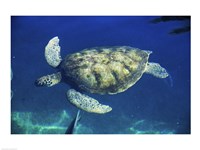 Green Sea Turtle swimming - various sizes