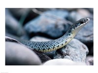 Common Garter Snake Fine Art Print