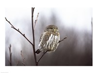 Pygmy Owl Fine Art Print