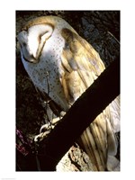 Barn Owl Sleeping Fine Art Print