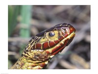 Red-bellied Water Snake Fine Art Print