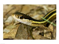 Common Garter Snake Fine Art Print