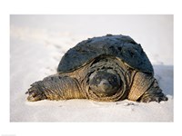 Freshwater turtle on sand Fine Art Print