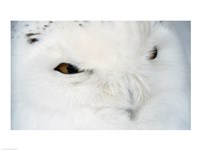 Snowy Owl - eyes Fine Art Print