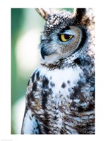 Great Horned Owl Looking Off Fine Art Print