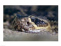 Rattlesnake Fine Art Print