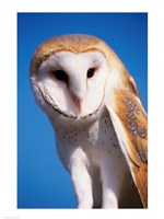 Barn Owl Close Up Fine Art Print