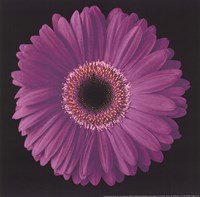 Gerbera Daisy Purple by Jim Christensen - 8" x 8"