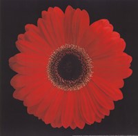 Gerbera Daisy Red by Jim Christensen - 8" x 8"