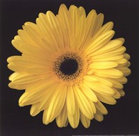 Gerbera Daisy Yellow by Jim Christensen - 8" x 8"