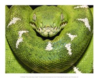 The Green Boa Snake Fine Art Print