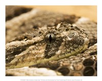 Bitis Arietans Snake Eye Fine Art Print