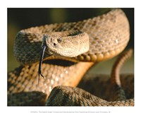 The Rattle Snake Fine Art Print