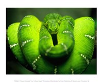 Green Emerald Tree Python Snake Fine Art Print