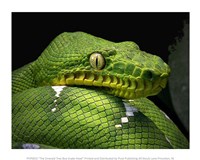 The Emerald Tree Boa Snake Head Fine Art Print