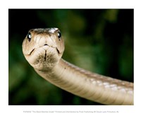 The Black Mamba Snake Fine Art Print
