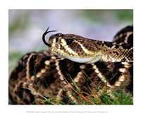 Snake Tongue Fine Art Print