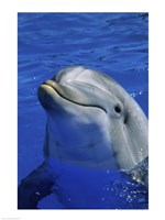 Dolphins Sea World San Diego, California USA Fine Art Print