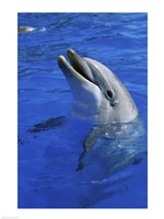 Dolphin Sea World San Diego California USA Fine Art Print