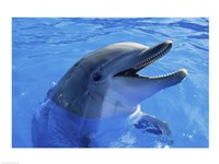 Dolphin Sea World San Diego California USA Fine Art Print