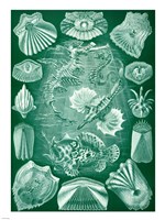 Seahorse and Angler Fish Fine Art Print