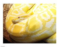Albino Burmese Python Fine Art Print