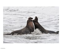 Alpha Seals Fine Art Print