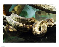 Amethystine Python Fine Art Print