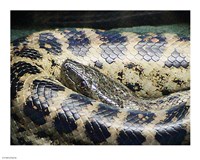 Anaconda Fine Art Print