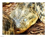 Anaconda Head Fine Art Print