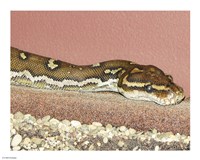 Angolian Python Fine Art Print