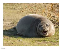 Baby Elephant Seal - various sizes