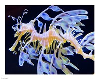 Sea Horse swimming Fine Art Print