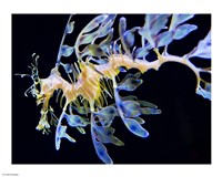 Sea Horse underwater Fine Art Print